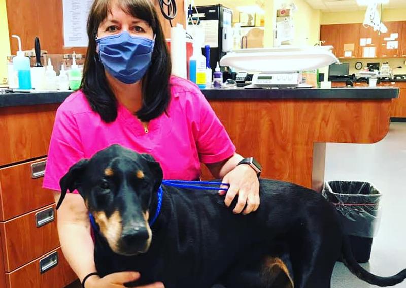 Hampstead Animal Hospital Hampstead Veterinarians